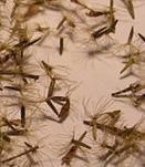 Stévia cukrová - nízka cena + Bonus - akcia