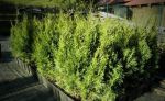 Thuja occidentalis &quot; Smaragd&quot; 80cm