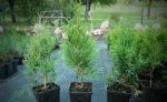 Thuja occidentalis &quot; Smaragd&quot; 20-30cm