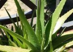 Predaj aloe vera