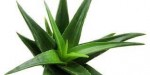 Predaj aloe vera