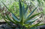 Aloe vera pre teba