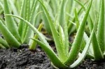 Aloe vera pre vás